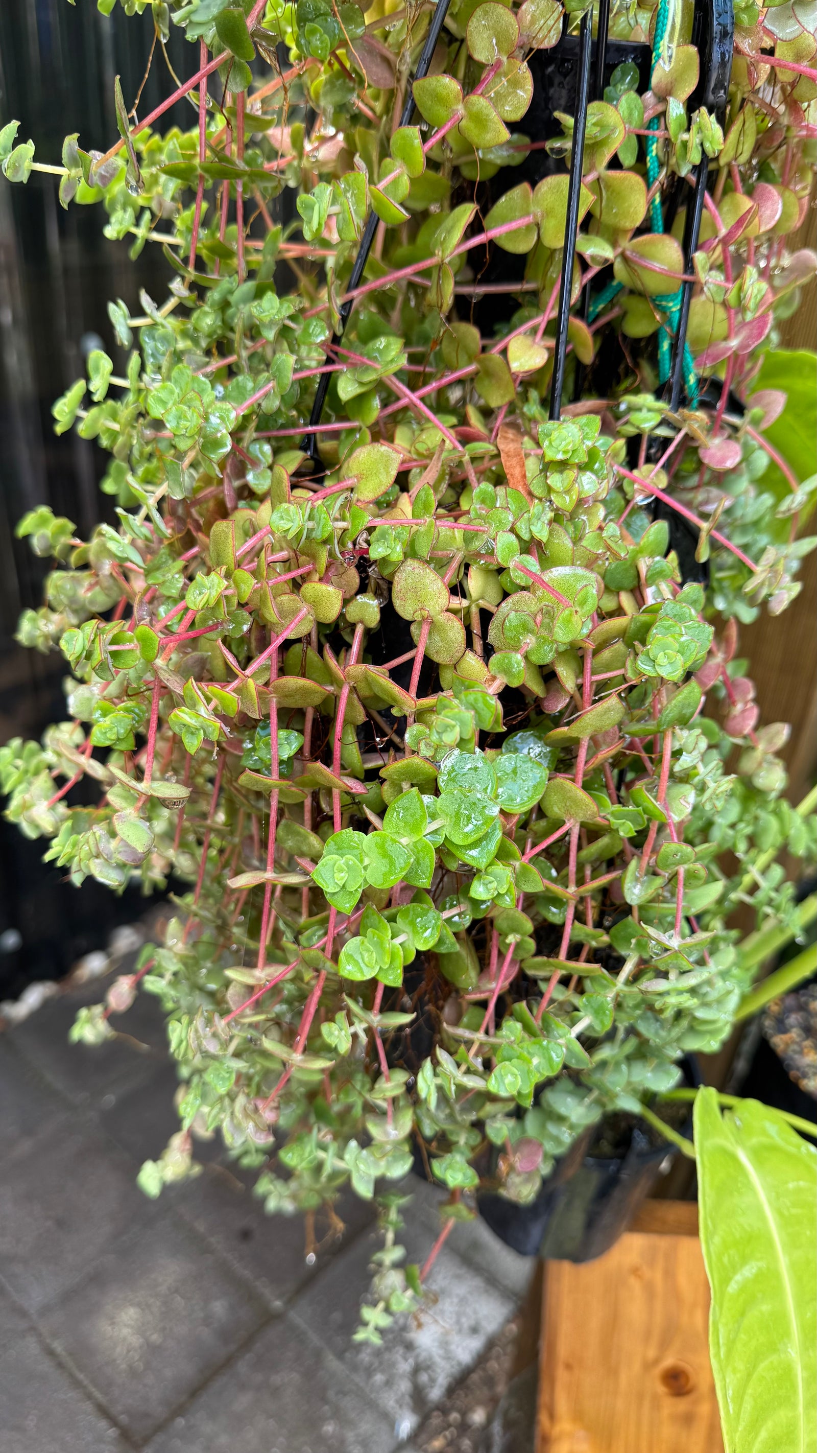 Crassula Calico Kitten
