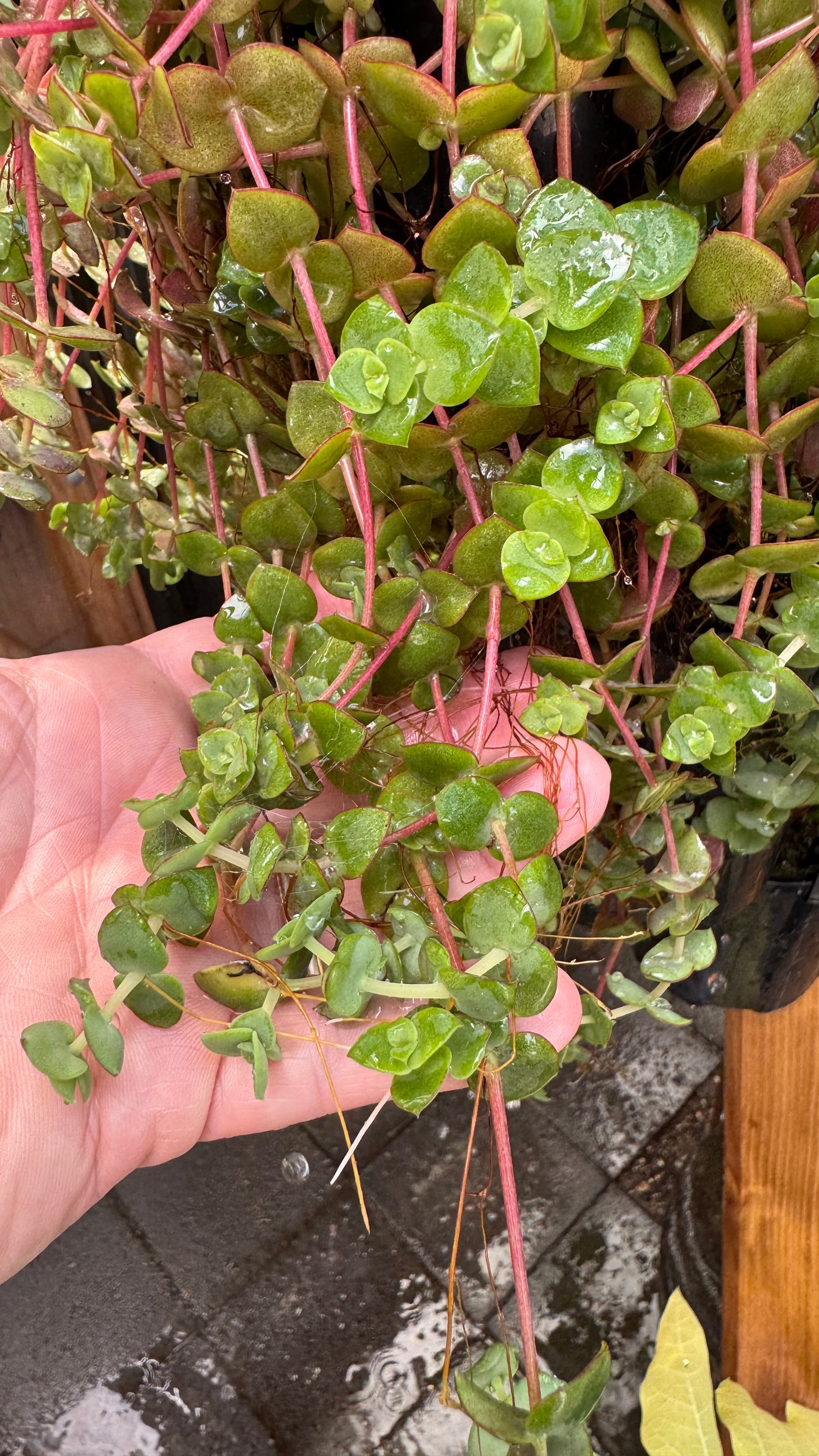 Crassula Calico Kitten