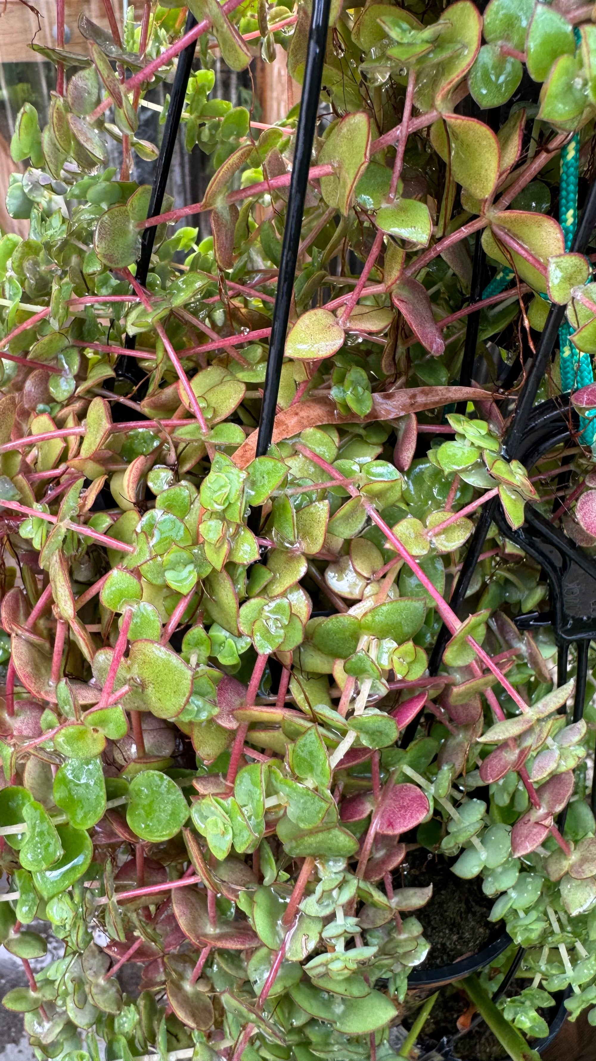 Crassula Calico Kitten