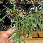 Rhipsalis pilocarpa