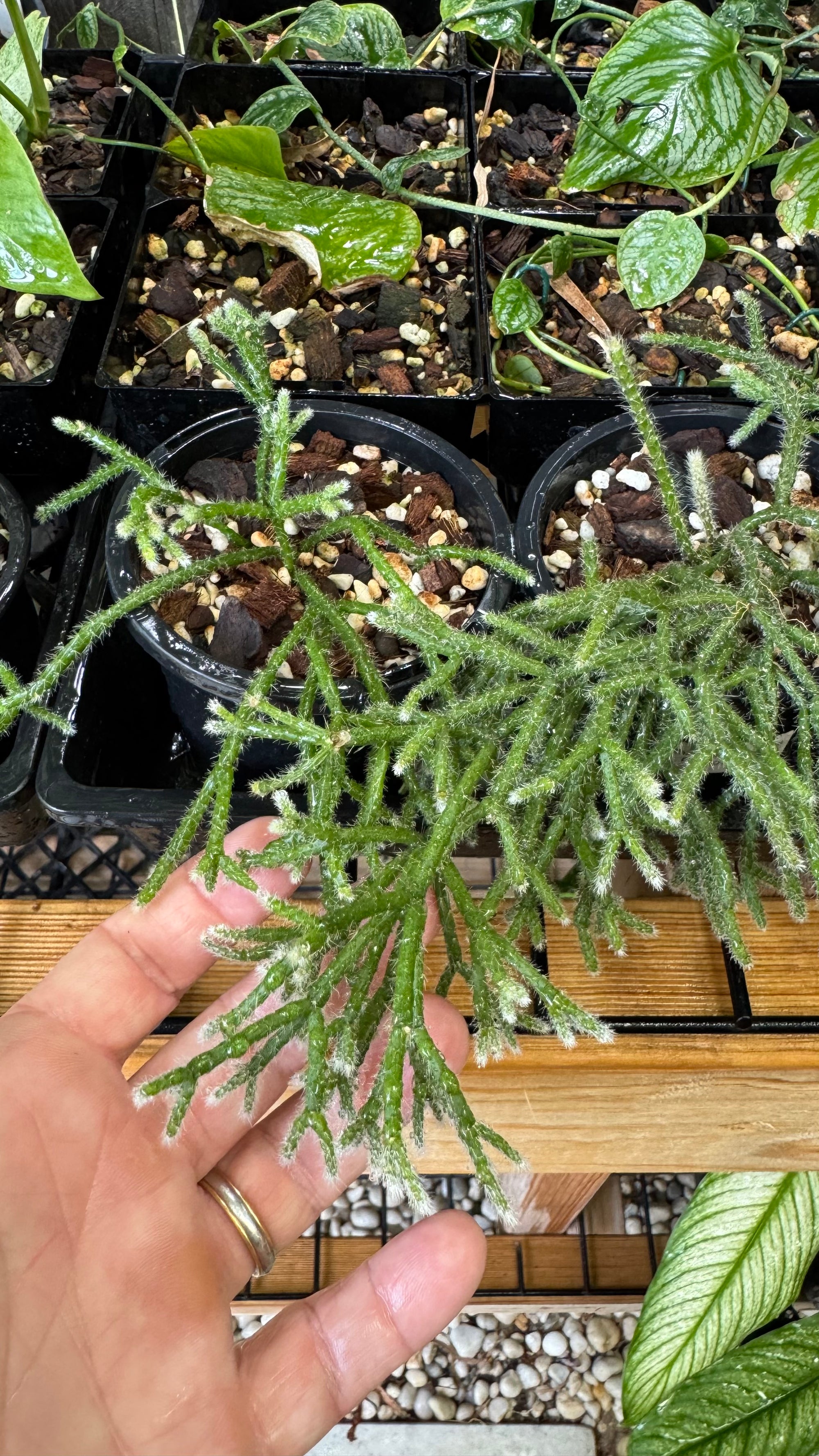 Rhipsalis pilocarpa