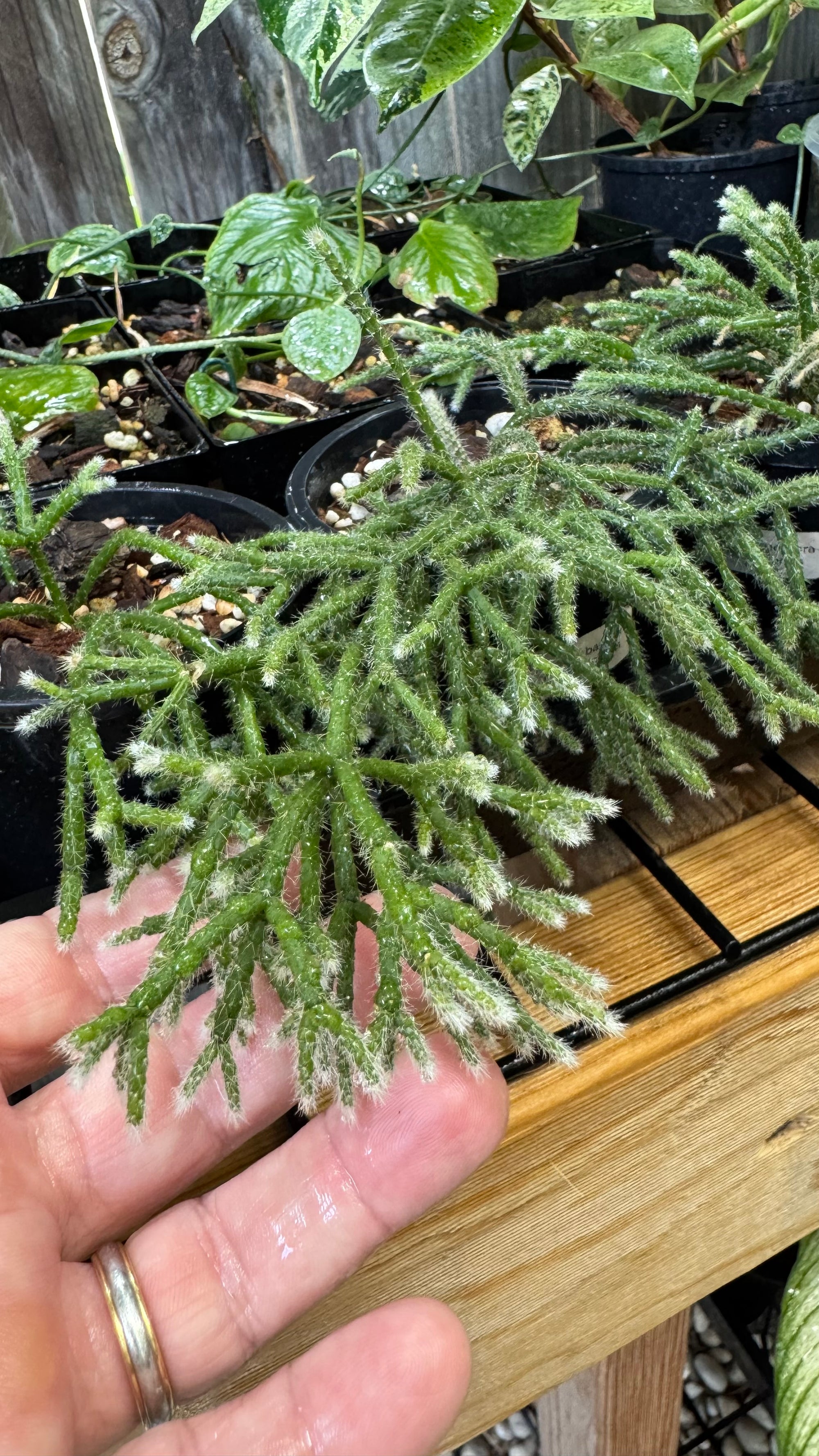 Rhipsalis pilocarpa