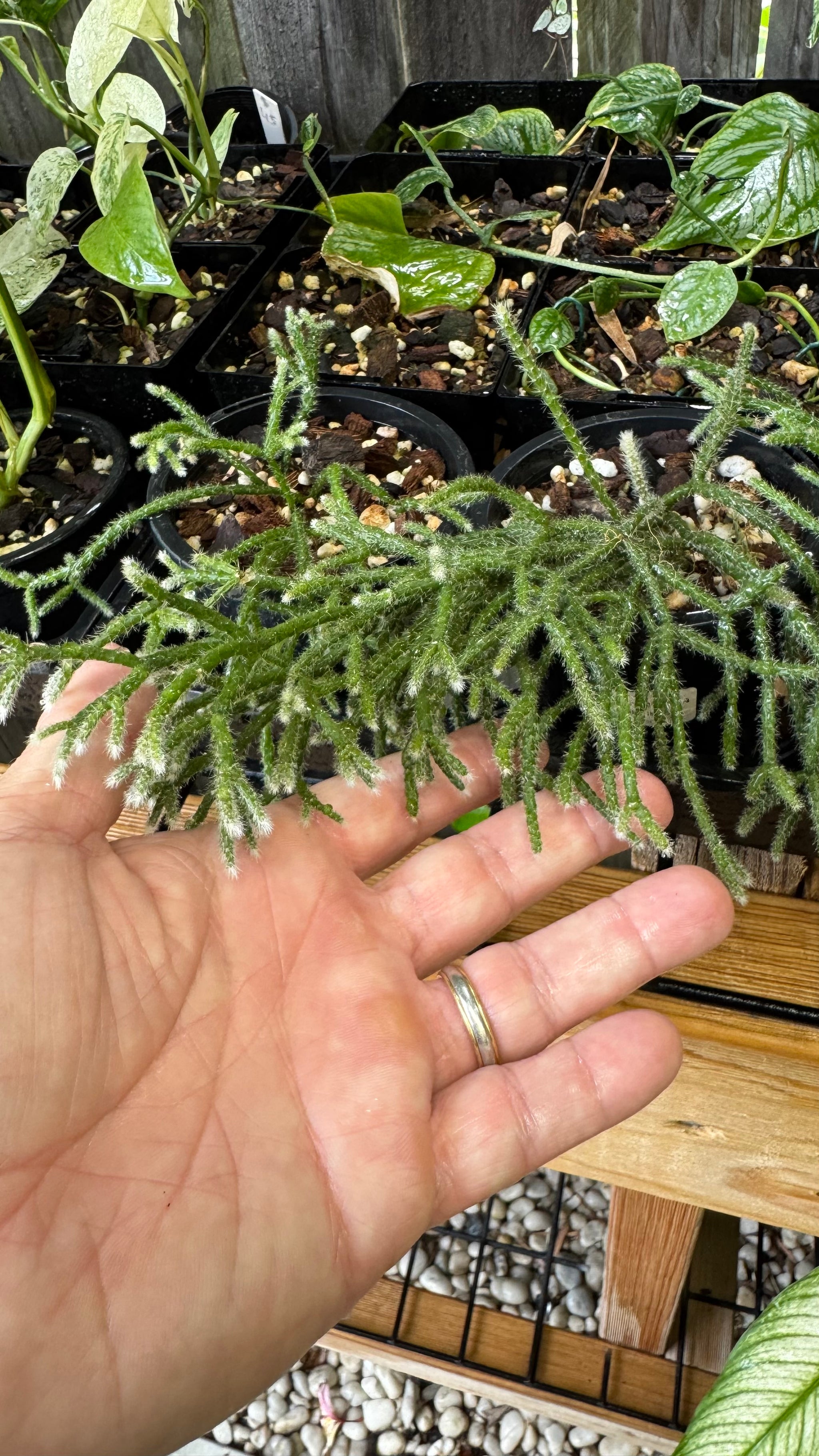Rhipsalis pilocarpa