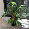 Monstera Burle Marx flame