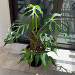 Monstera Burle Marx flame