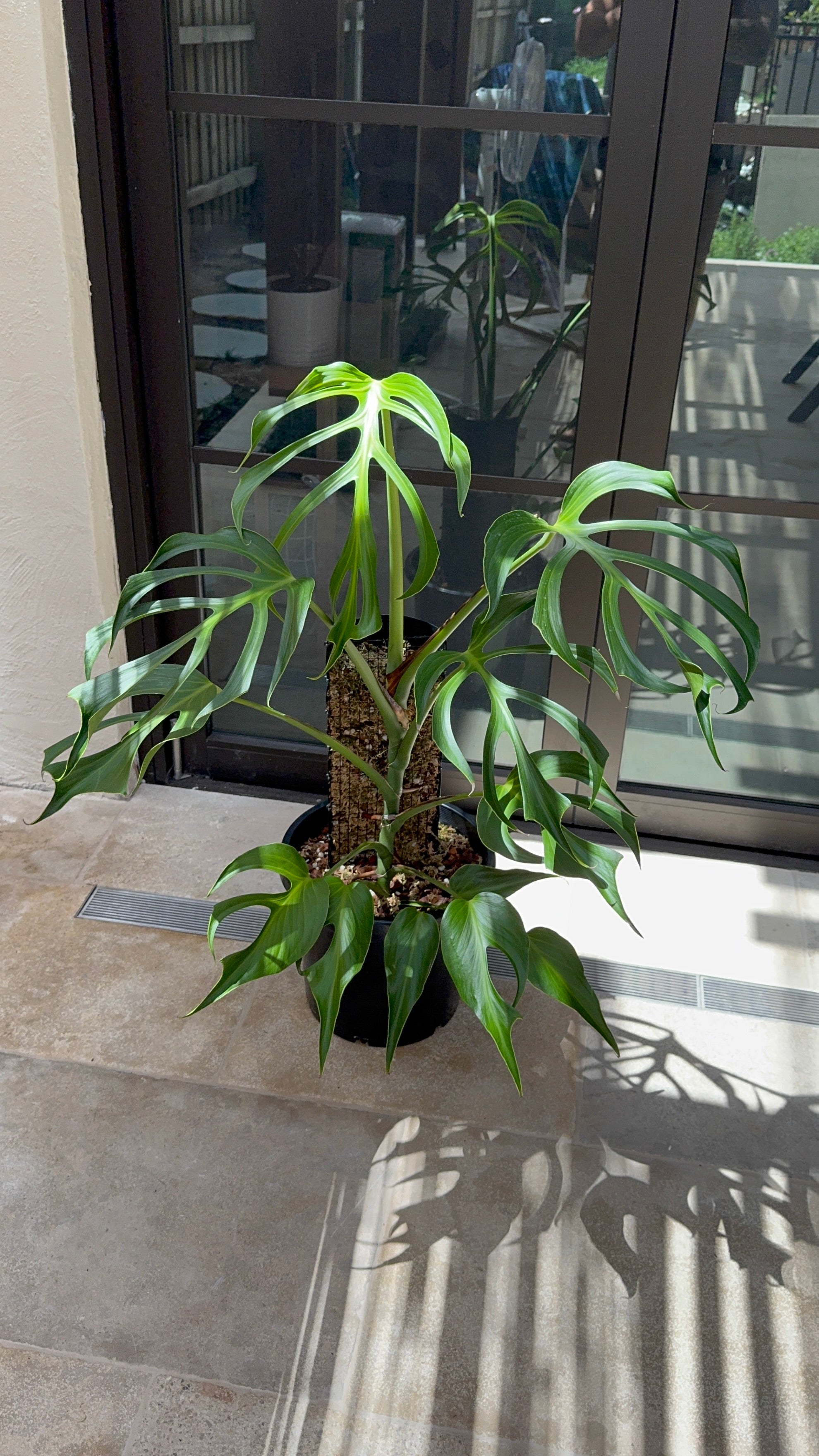 Monstera Burle Marx flame