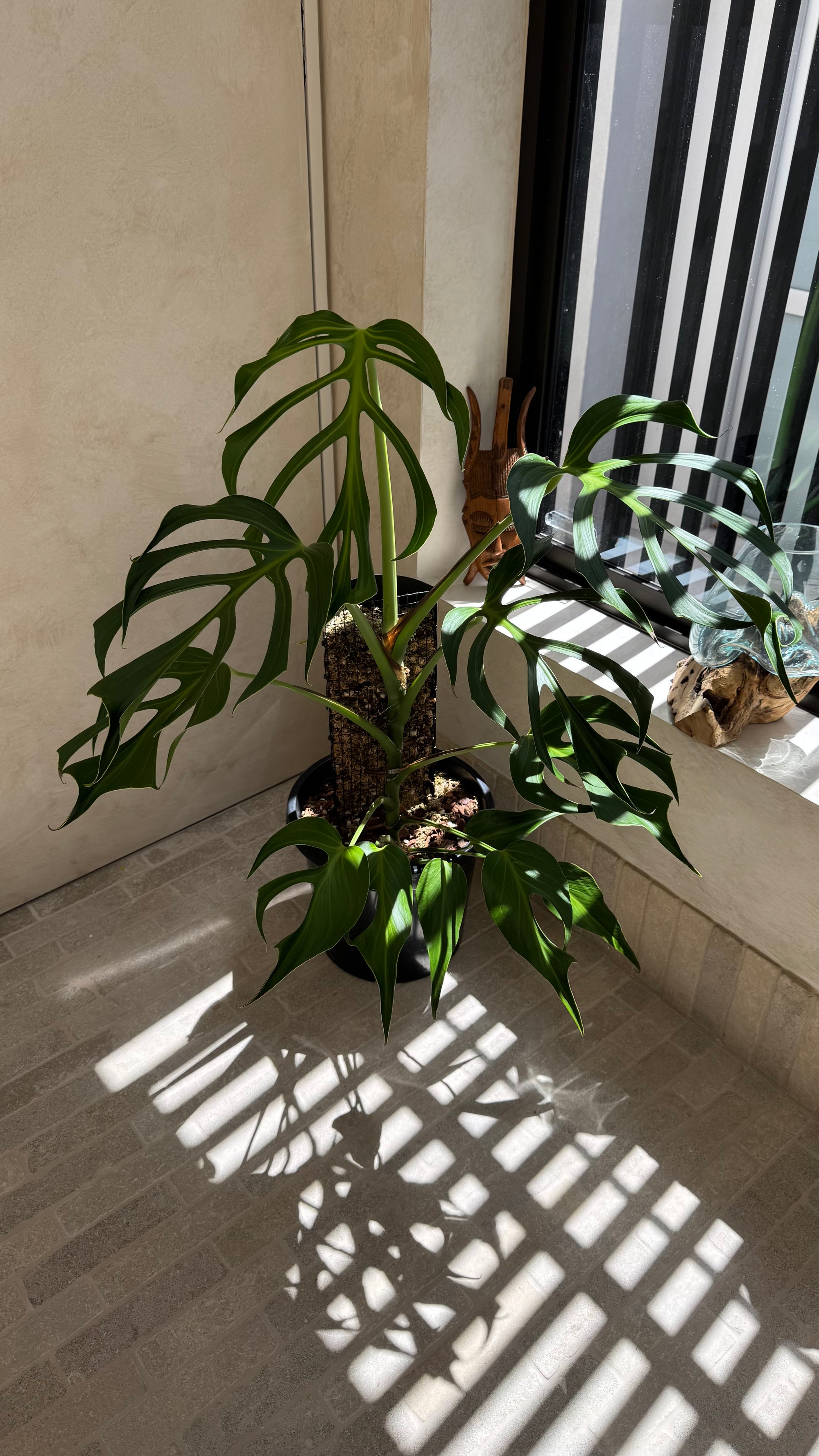 Monstera Burle Marx flame