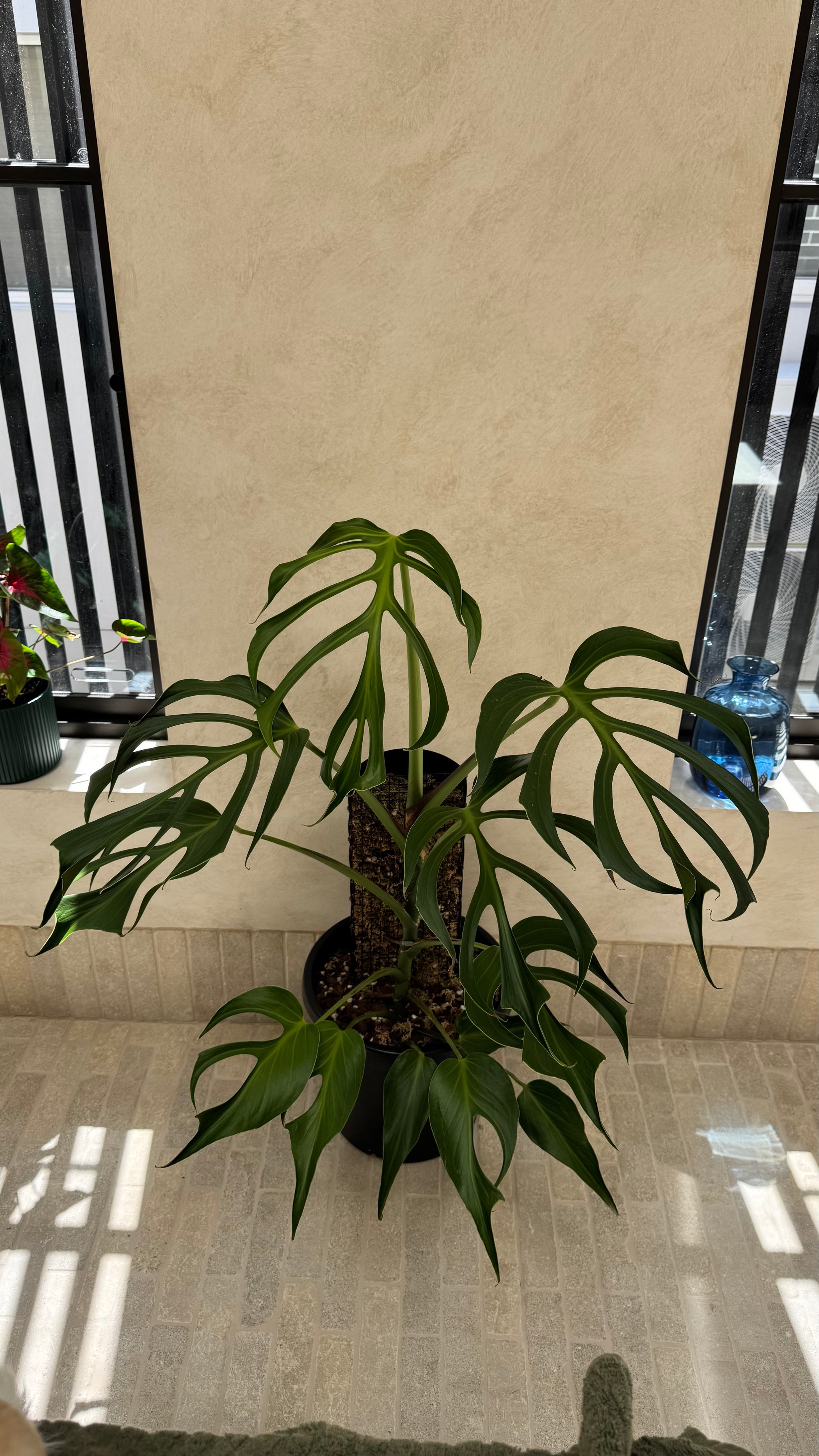 Monstera Burle Marx flame