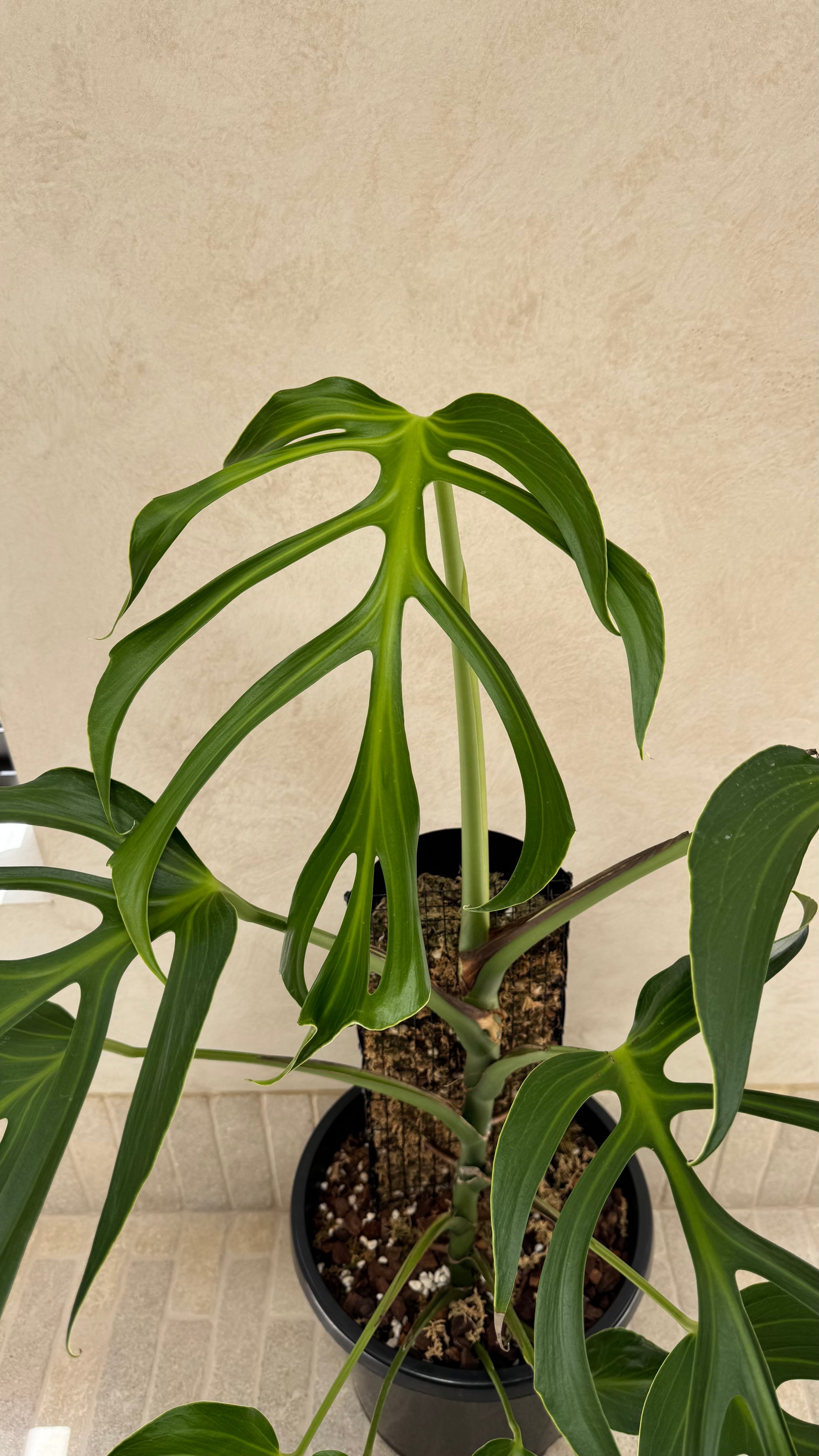 Monstera Burle Marx flame