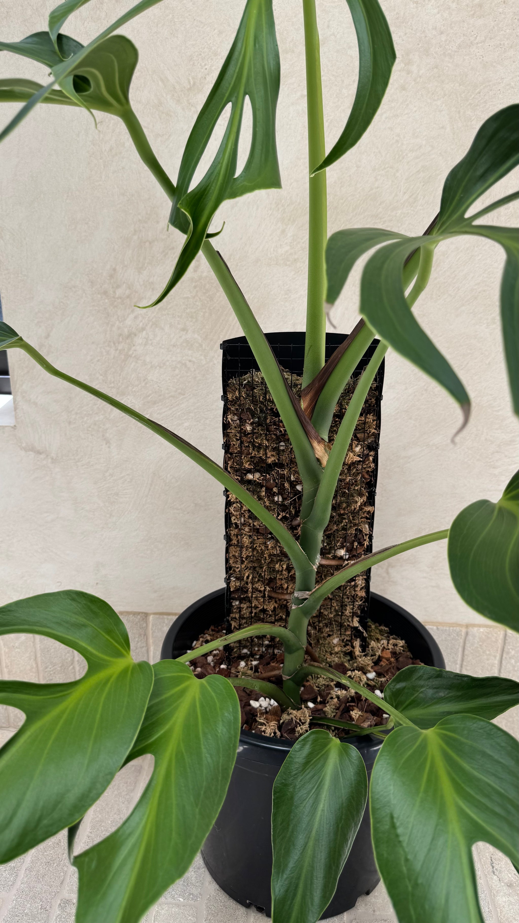 Monstera Burle Marx flame