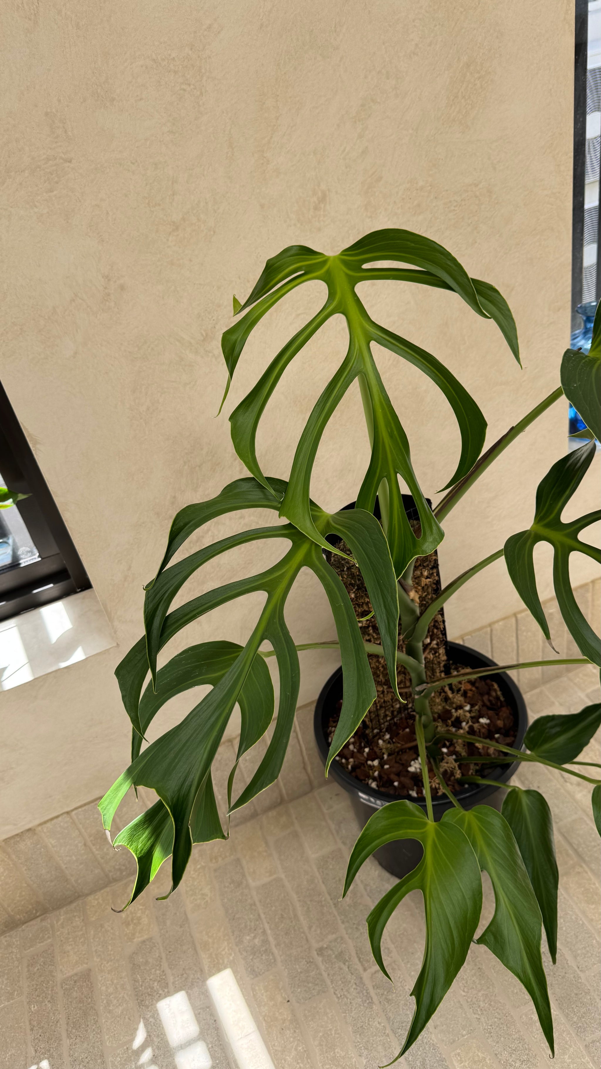 Monstera Burle Marx flame