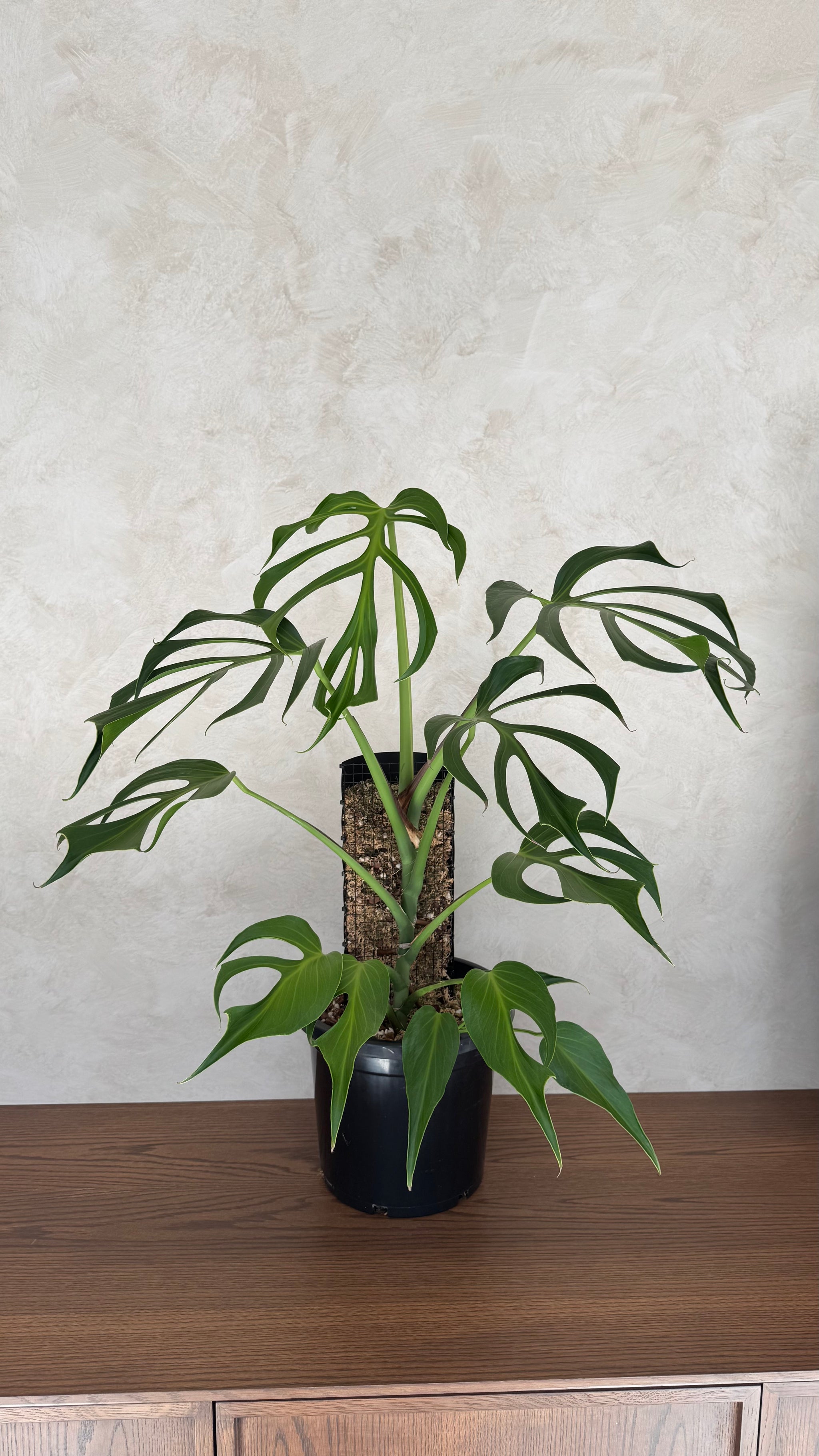 Monstera Burle Marx flame