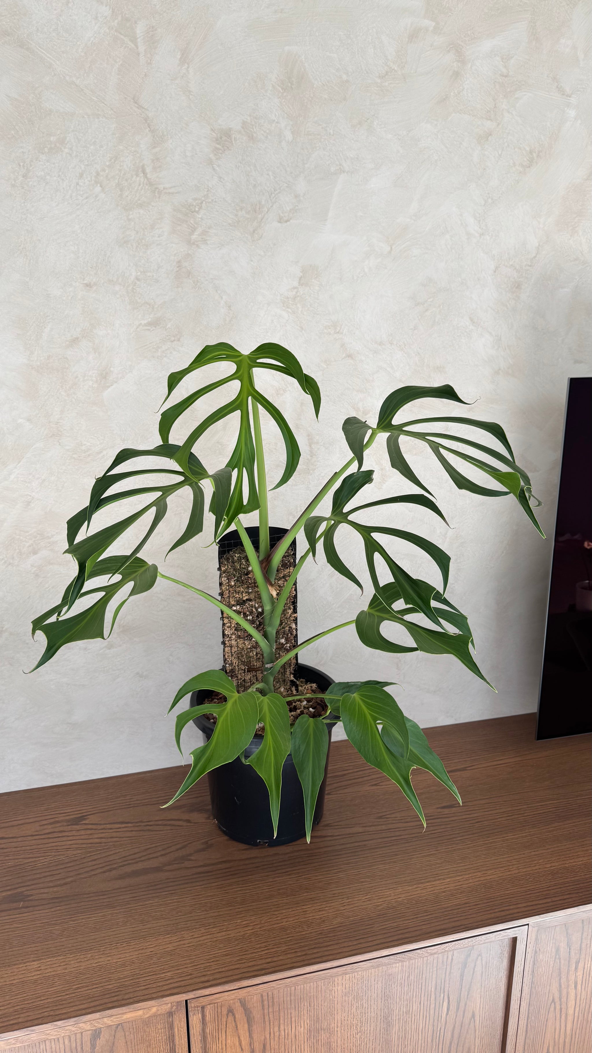Monstera Burle Marx flame