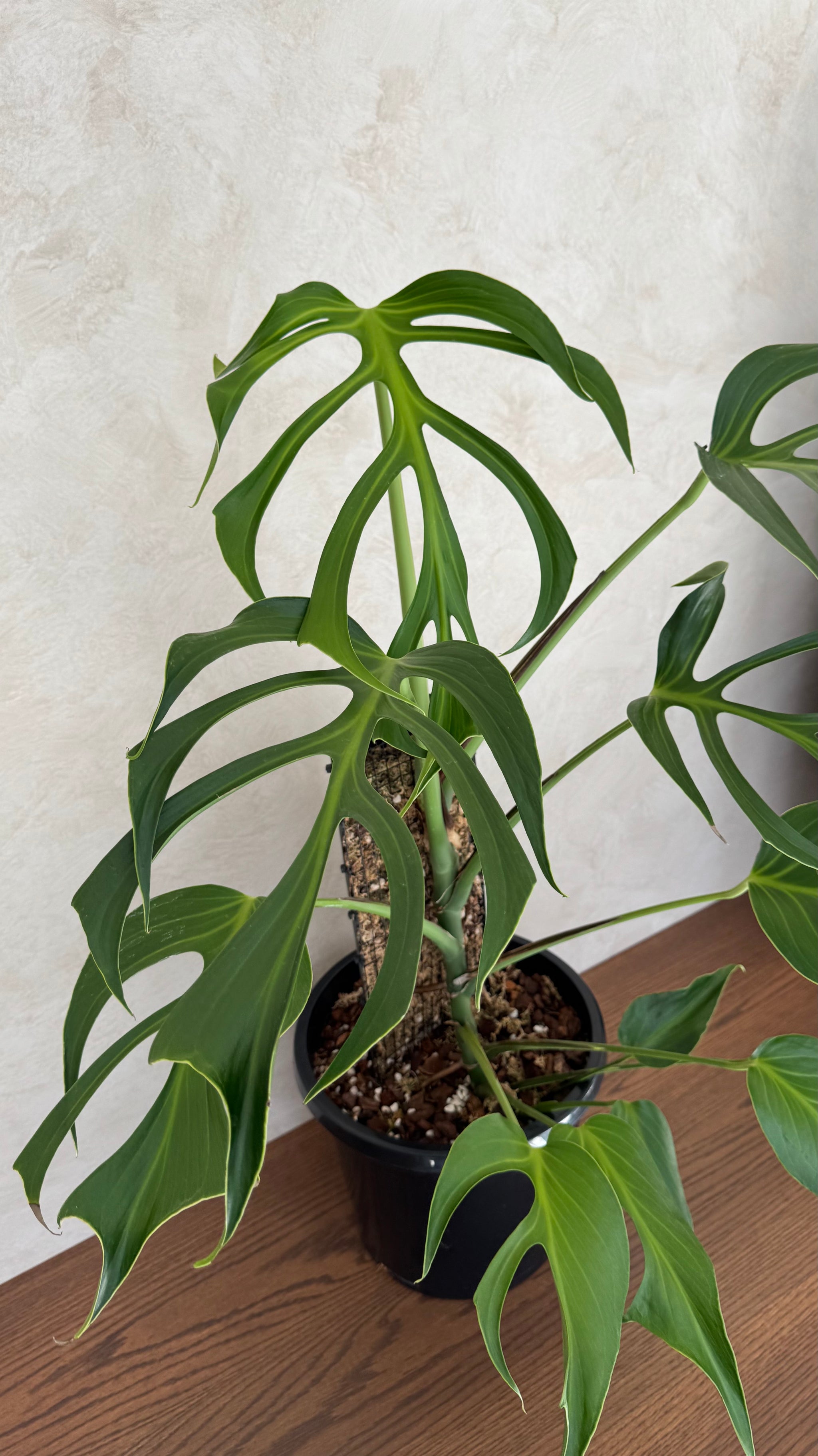 Monstera Burle Marx flame