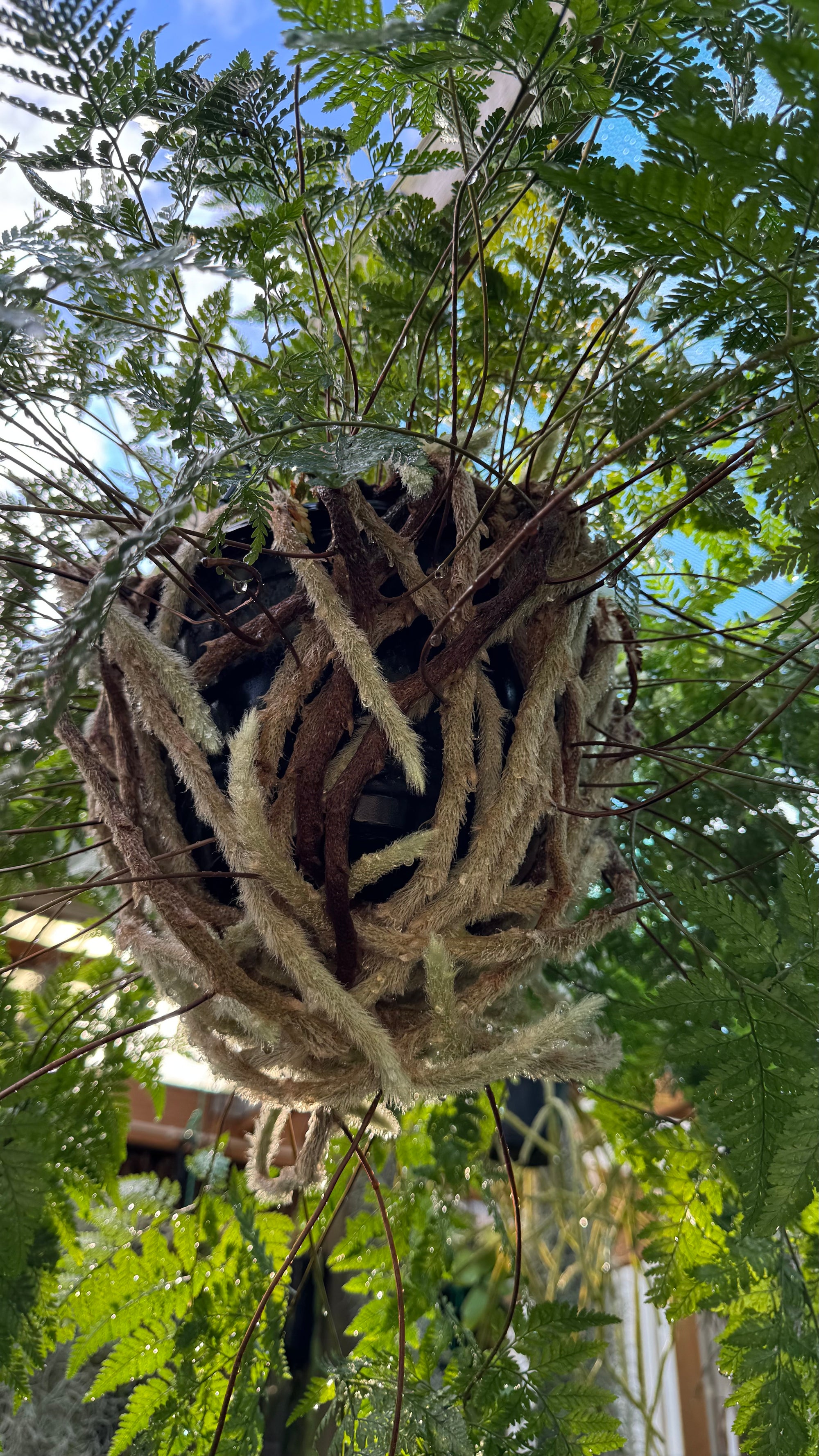 'White Rabbit Foot' Fern
