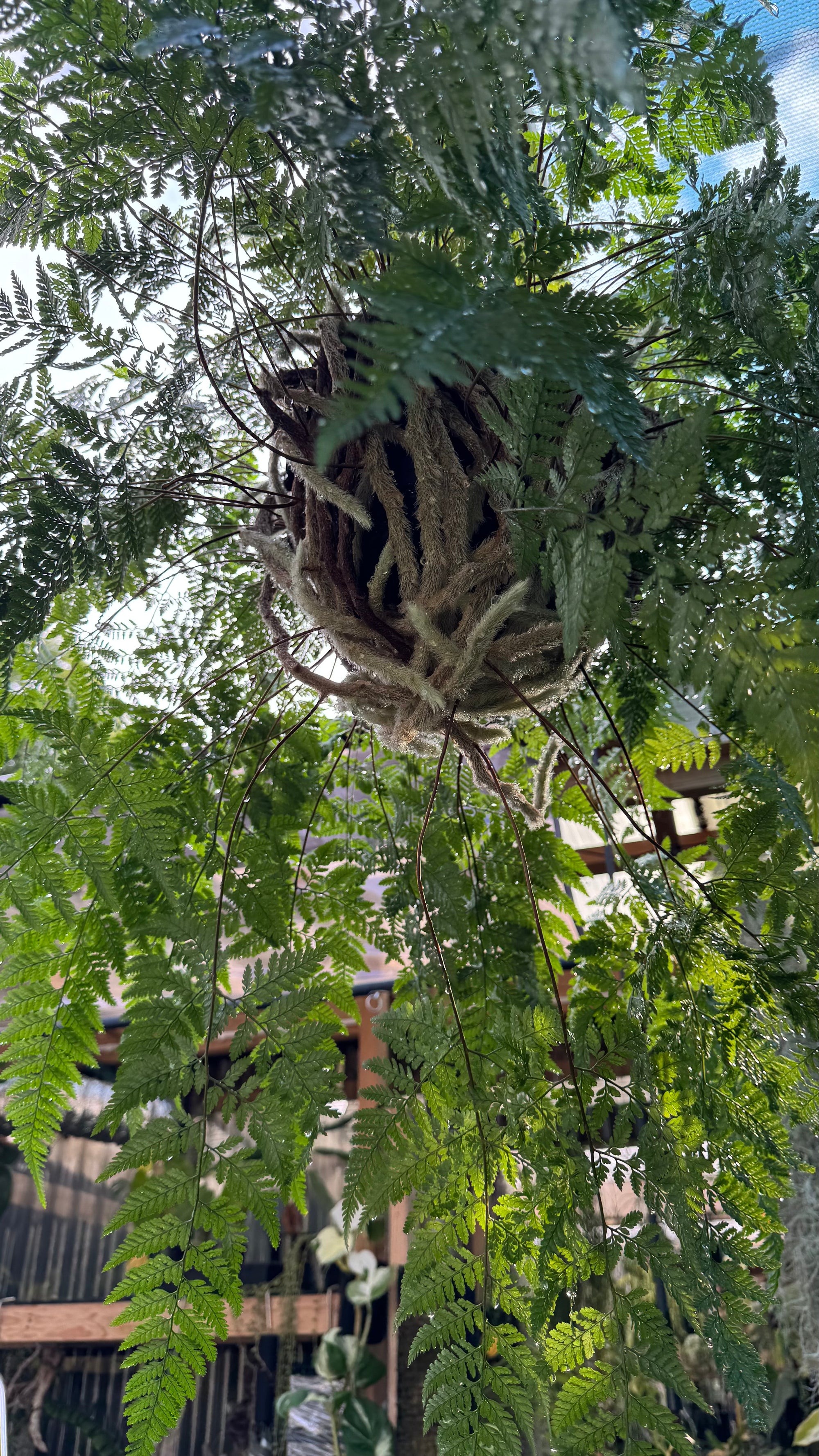 'White Rabbit Foot' Fern