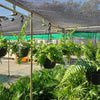 Nephrolepis Macho - Boston Fern