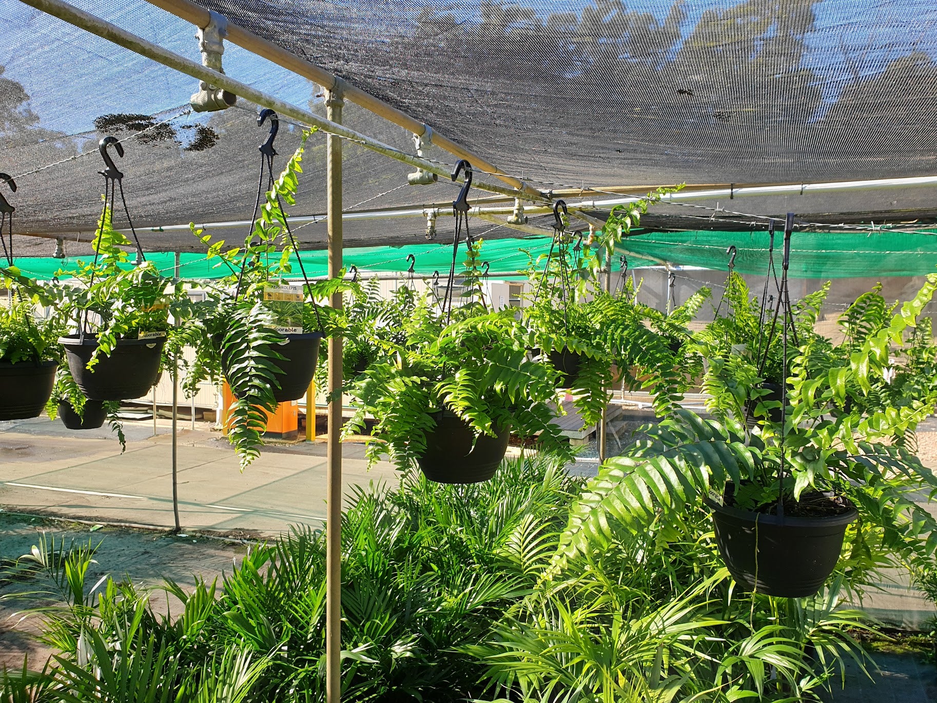 Nephrolepis Macho - Boston Fern