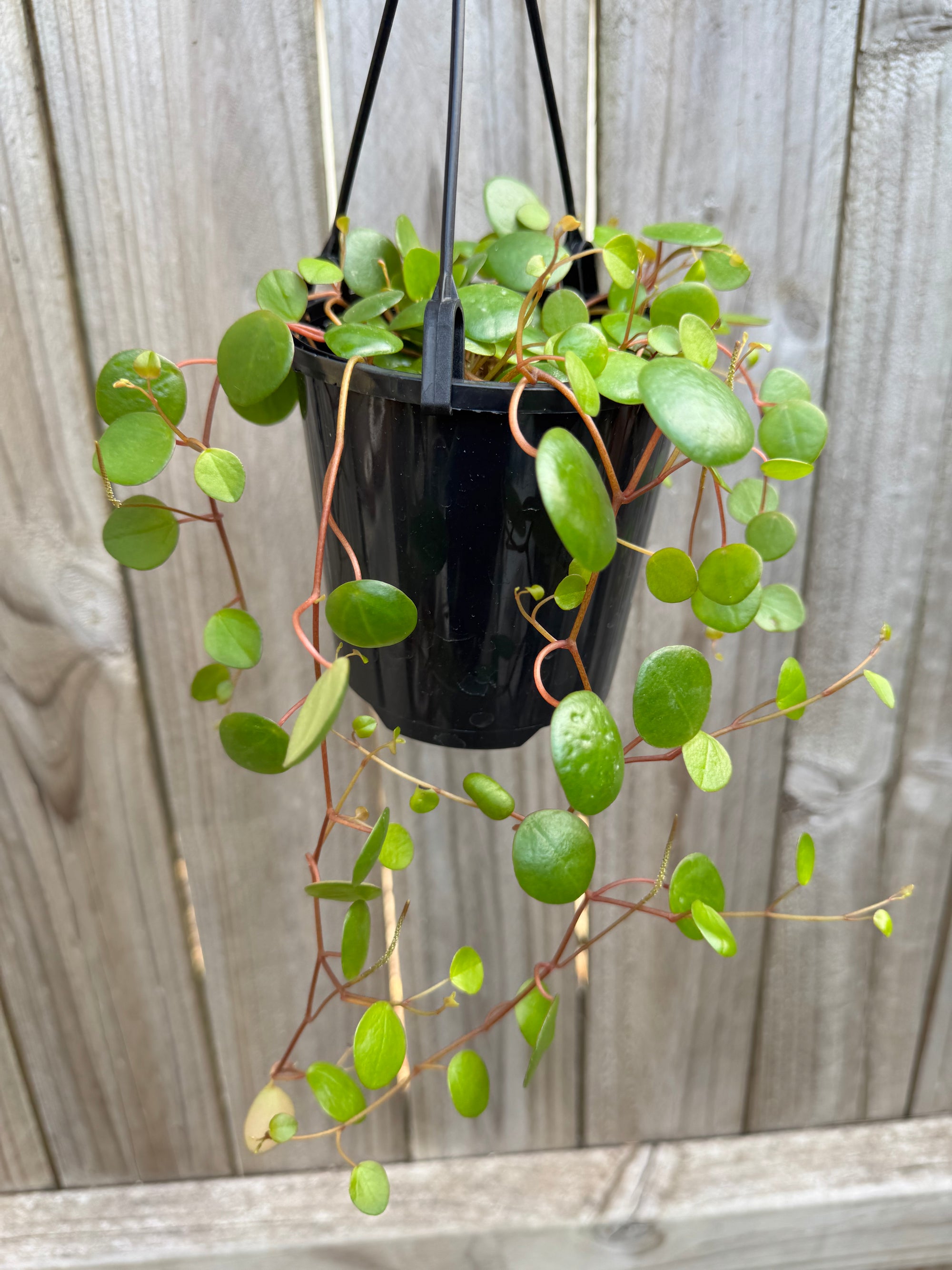 Peperomia pepperspots - 'String of Coins'