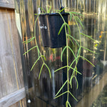 Hoya linearis A