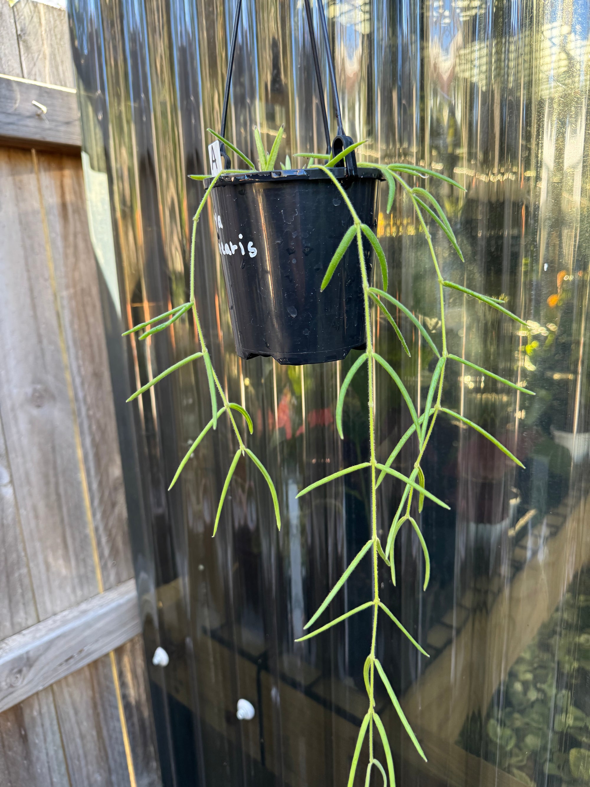 Hoya linearis A