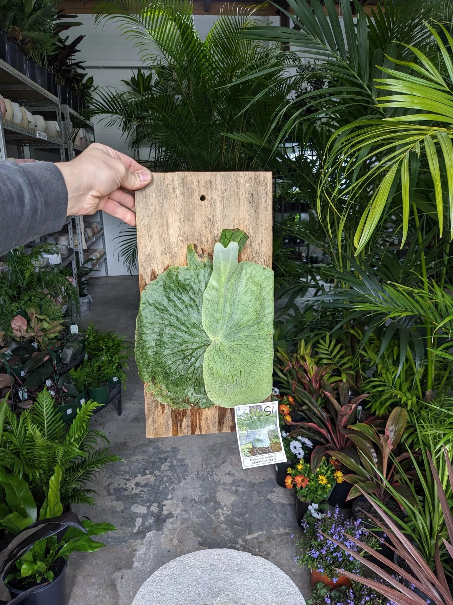Staghorn Fern (Platycerium superbum)