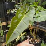 Philodendron Billicosum — Exact Specimen