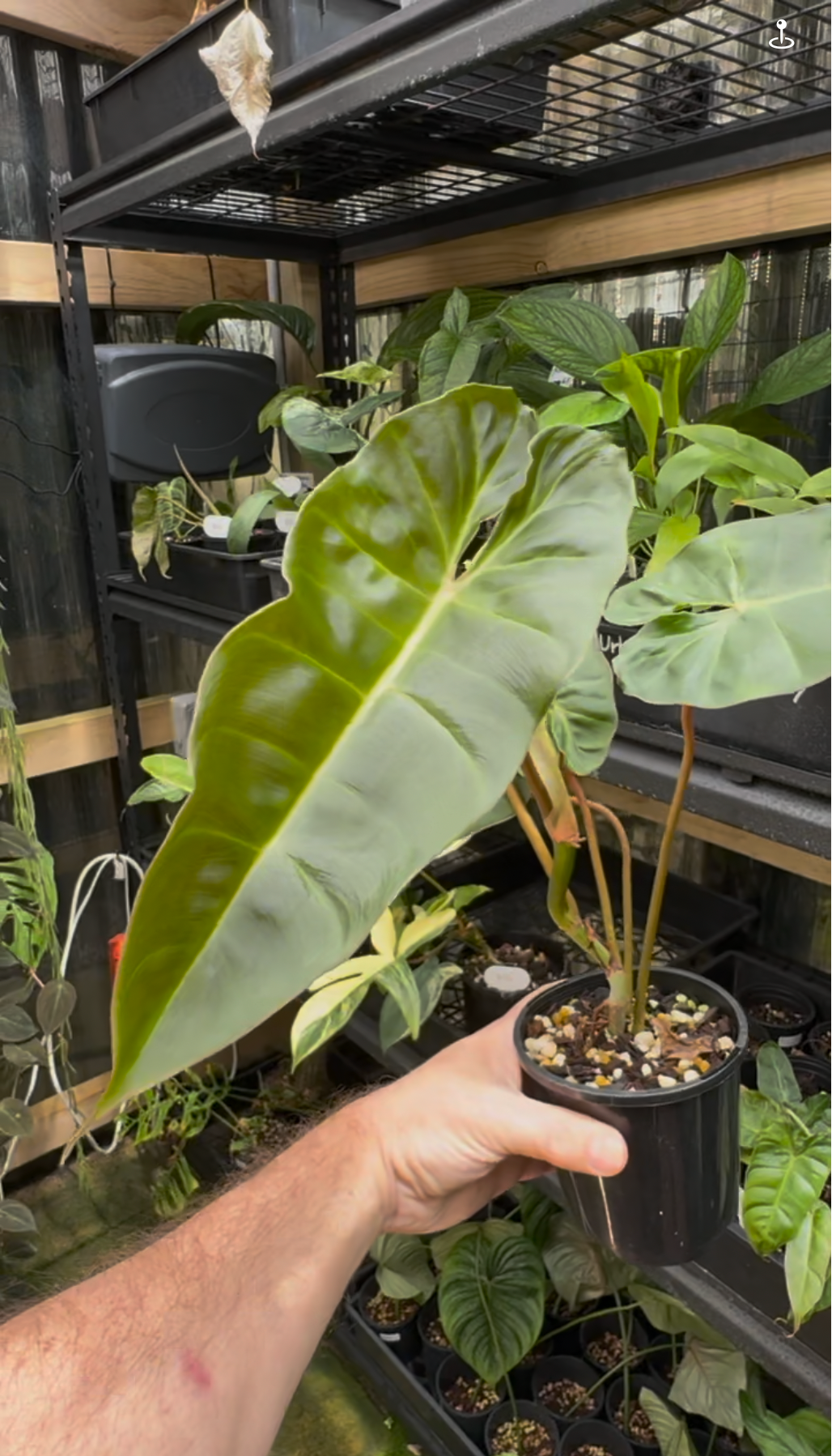 Philodendron Billicosum — Exact Specimen