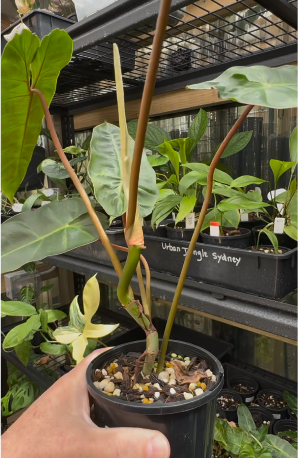 Philodendron Billicosum — Exact Specimen