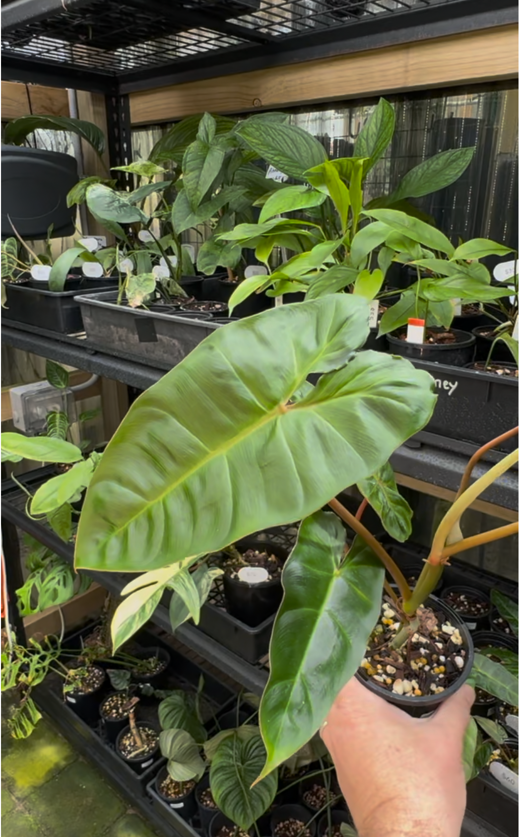 Philodendron Billicosum — Exact Specimen