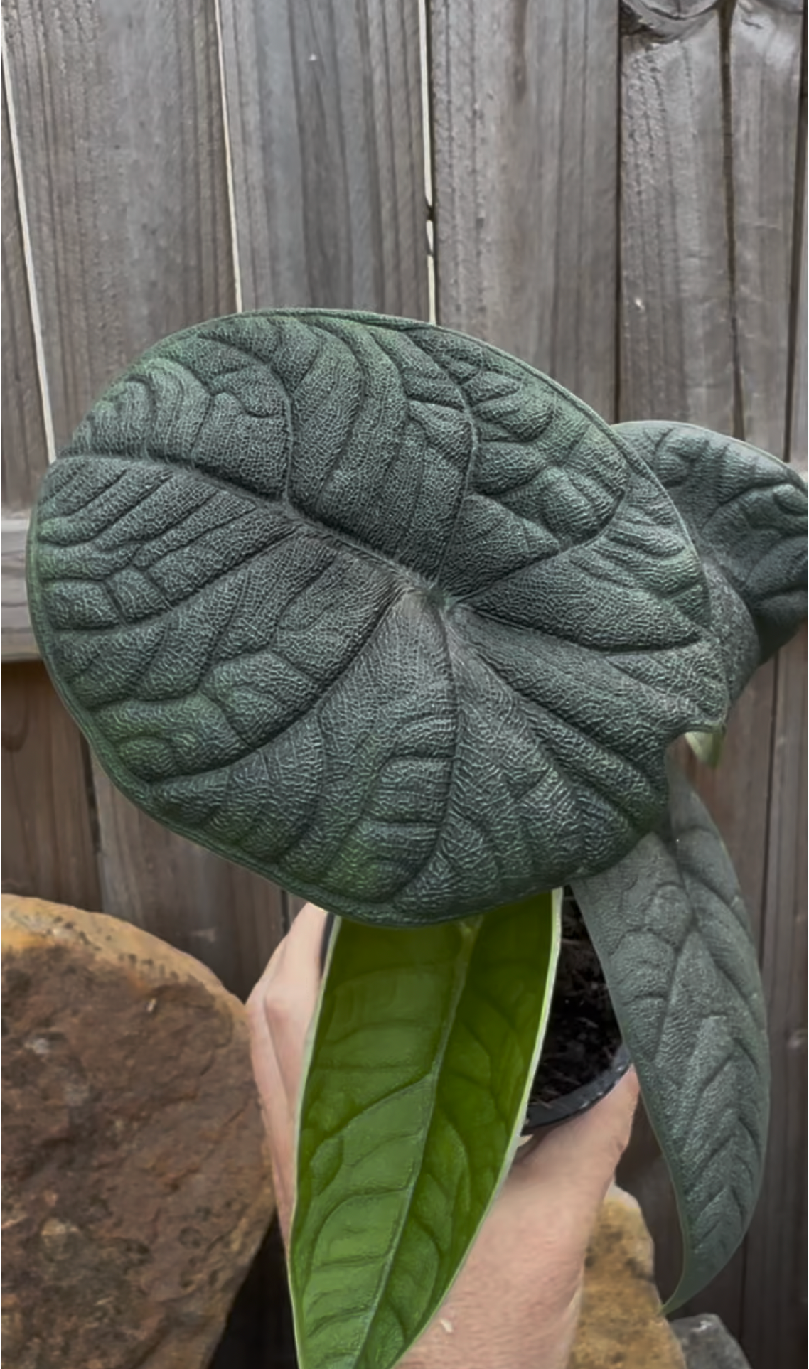 Alocasia Melo