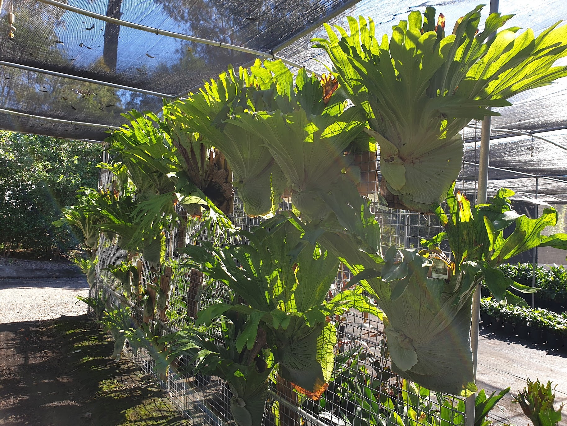 Staghorn Fern (Platycerium superbum)
