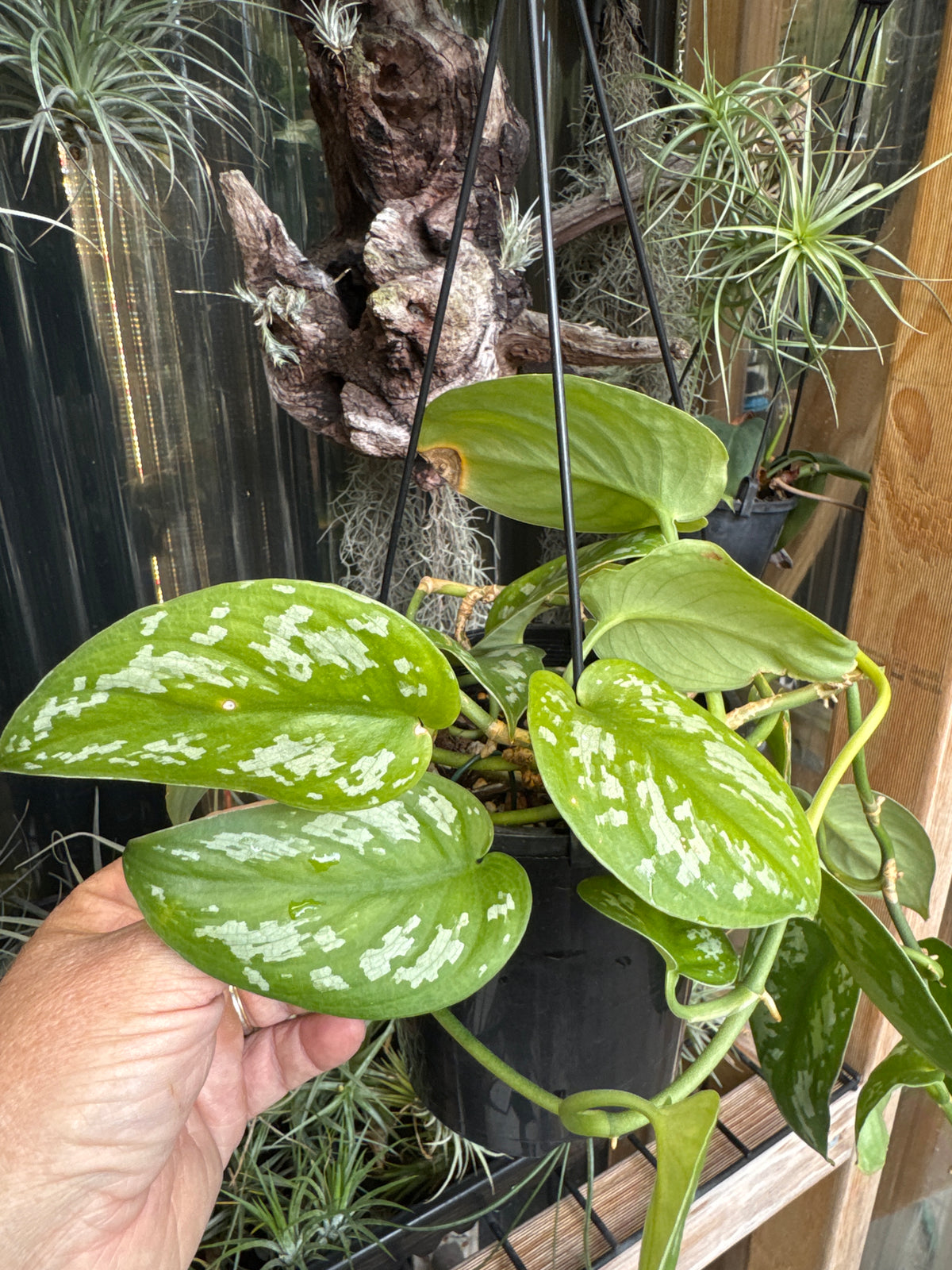 Scindapsus tricolour