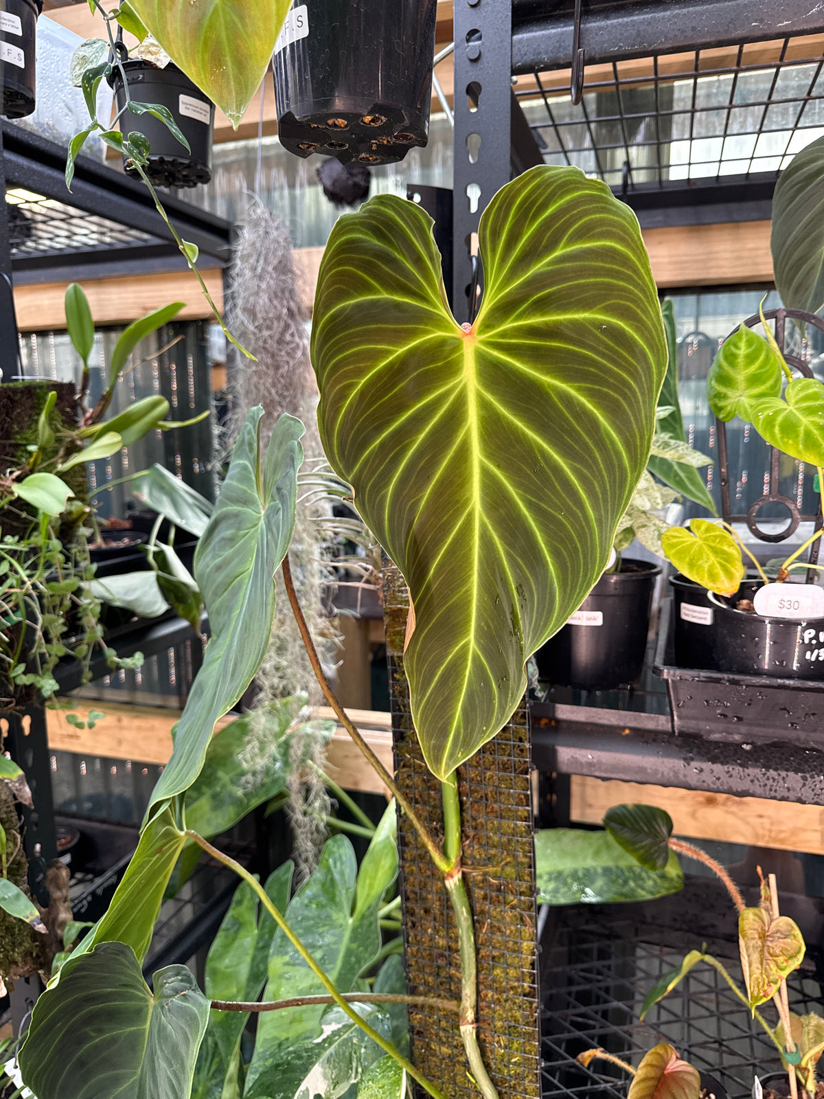 Philodendron ‘Splendid’ — Moss Pole Specimen
