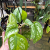 Scindapsus tricolour