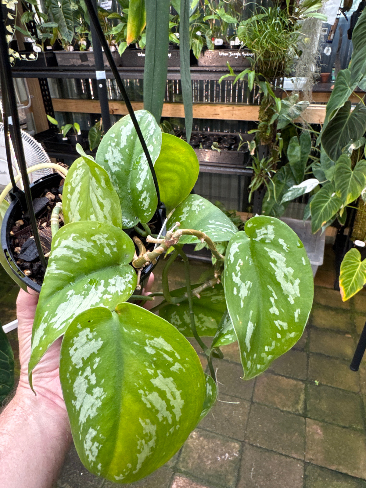 Scindapsus tricolour