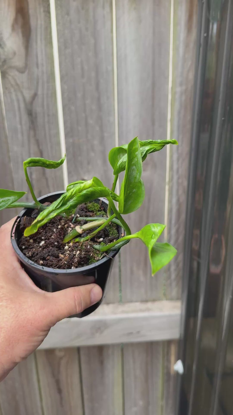 Epipremnum 'Shangri La'