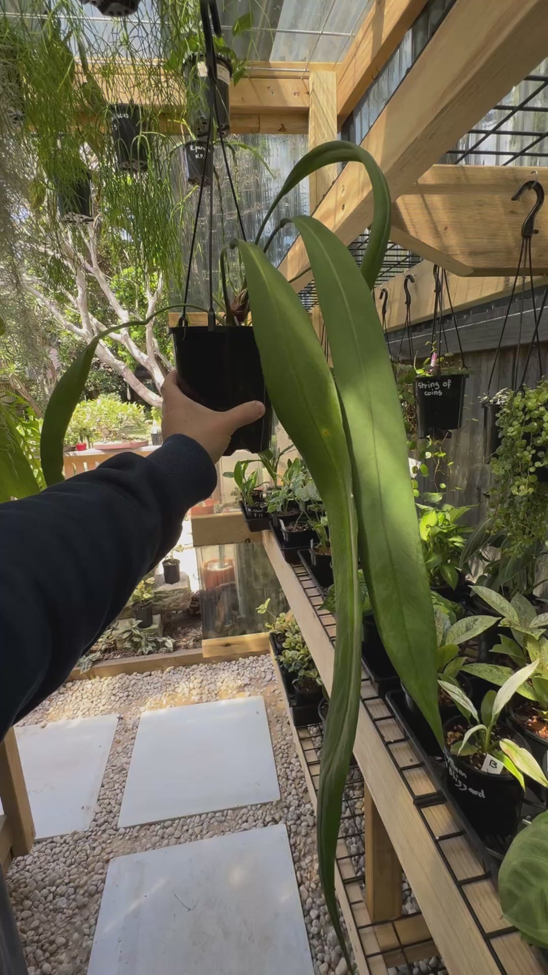 Anthurium vittarifolium