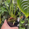 Anthurium Veitchii