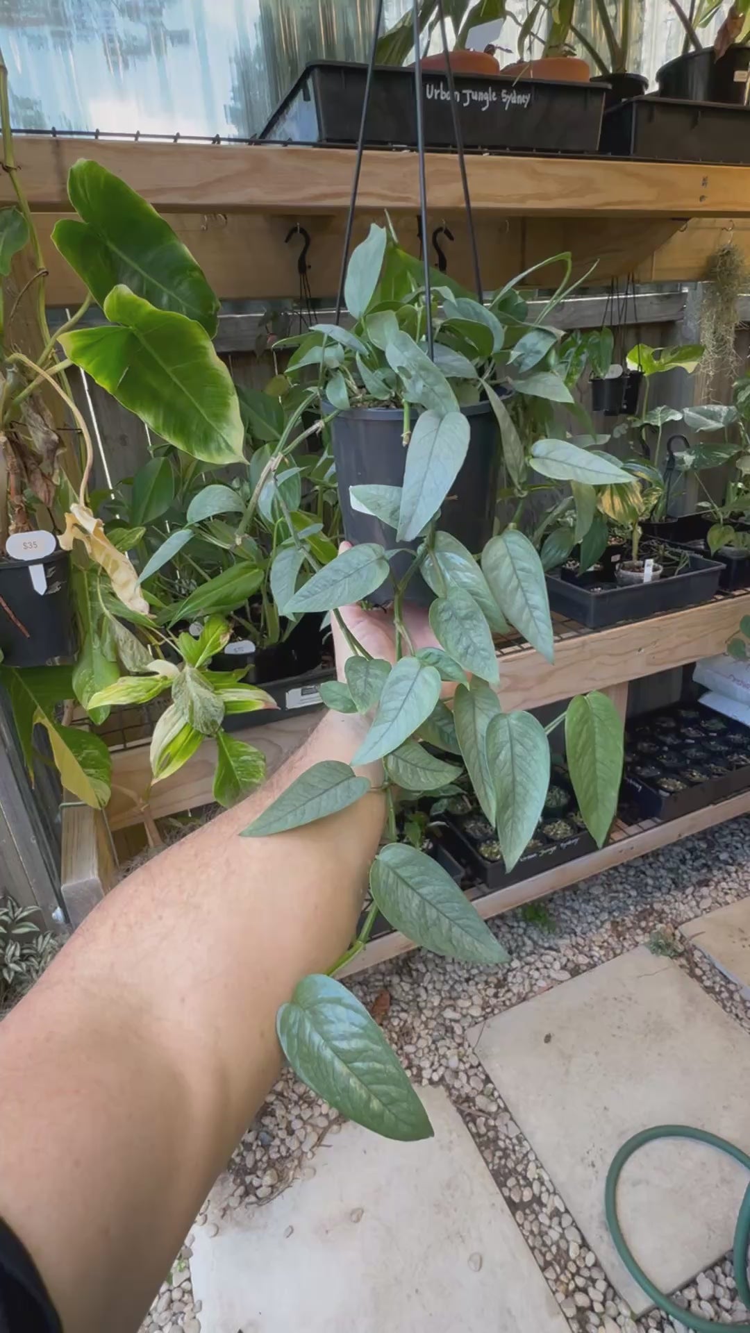 Cebu Blue Pothos