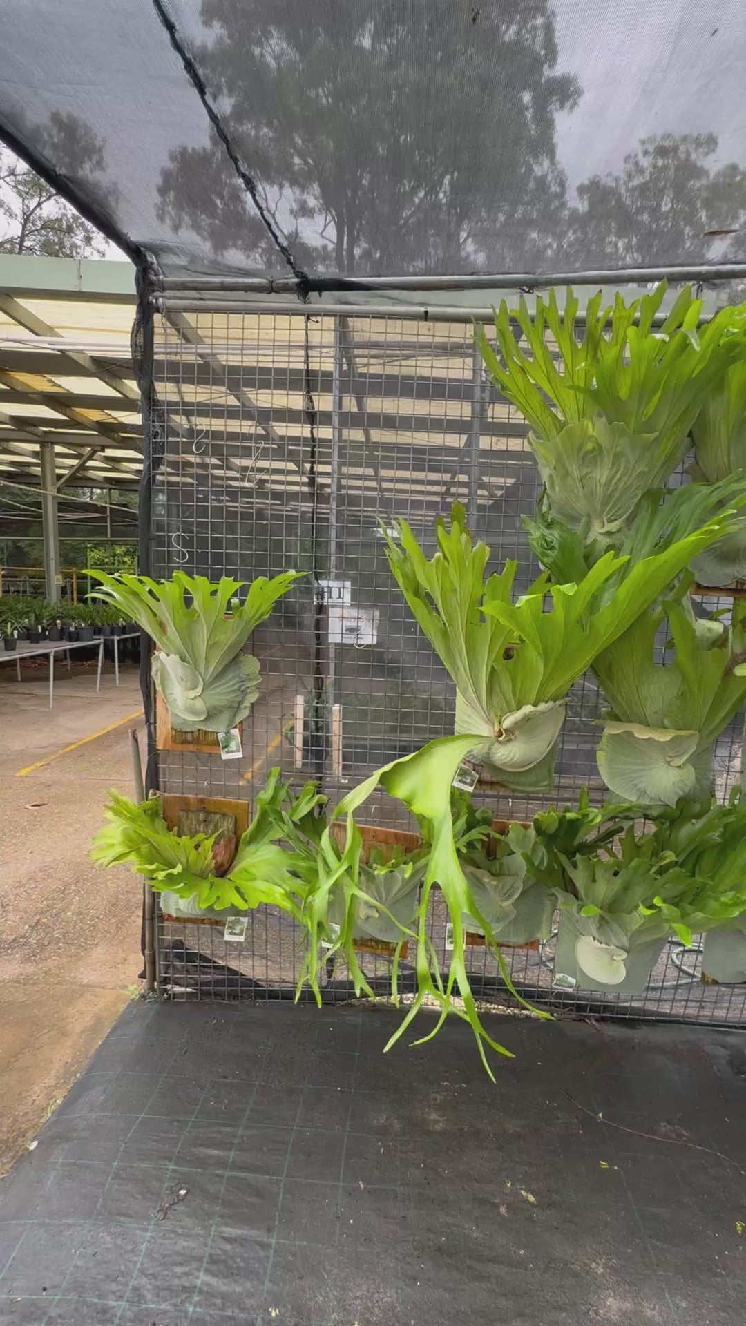 Staghorn Fern (Platycerium superbum)
