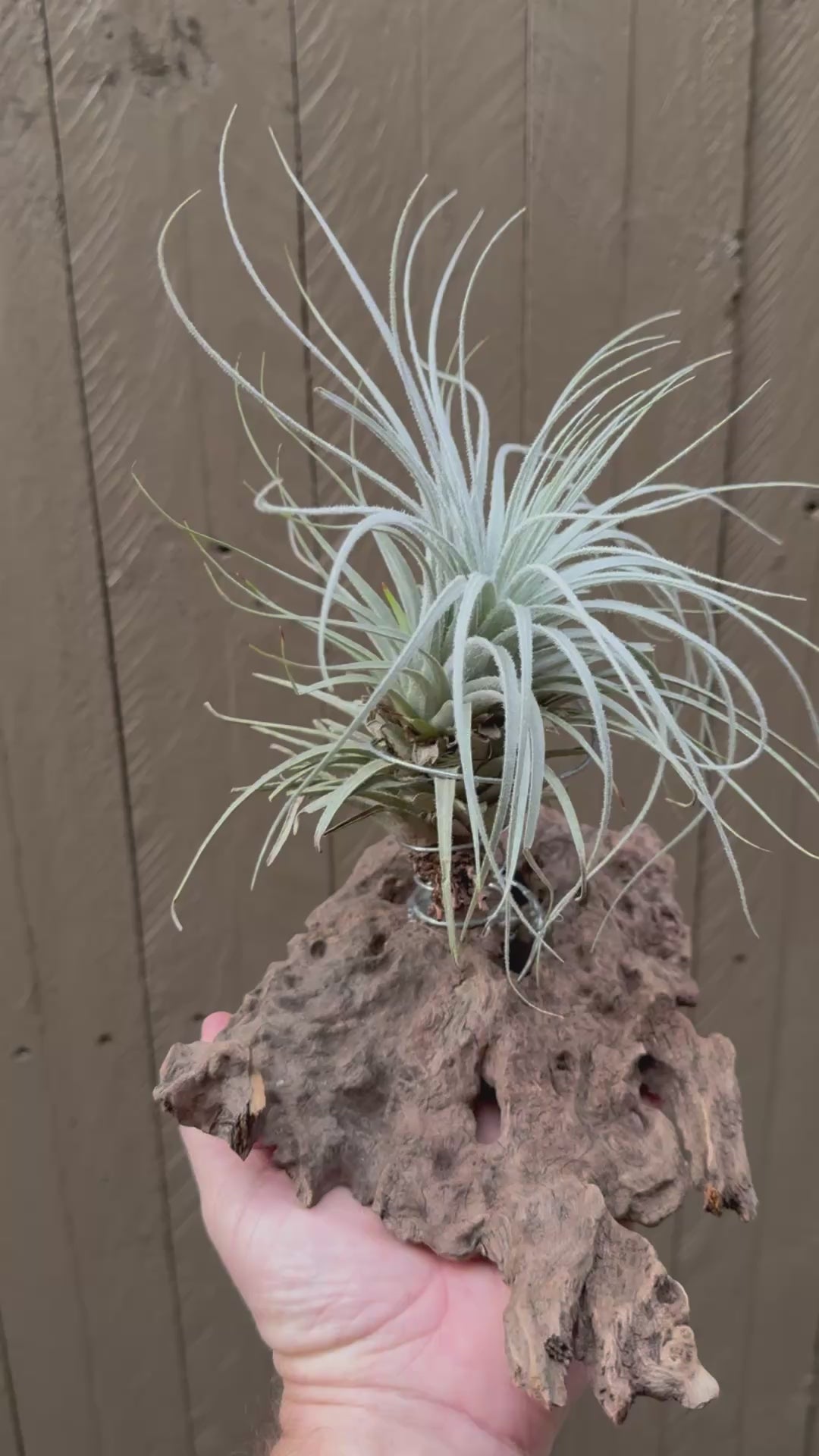 Tillandsia - tectorum