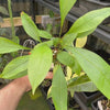 Anthurium gracile ‘Mangrove’
