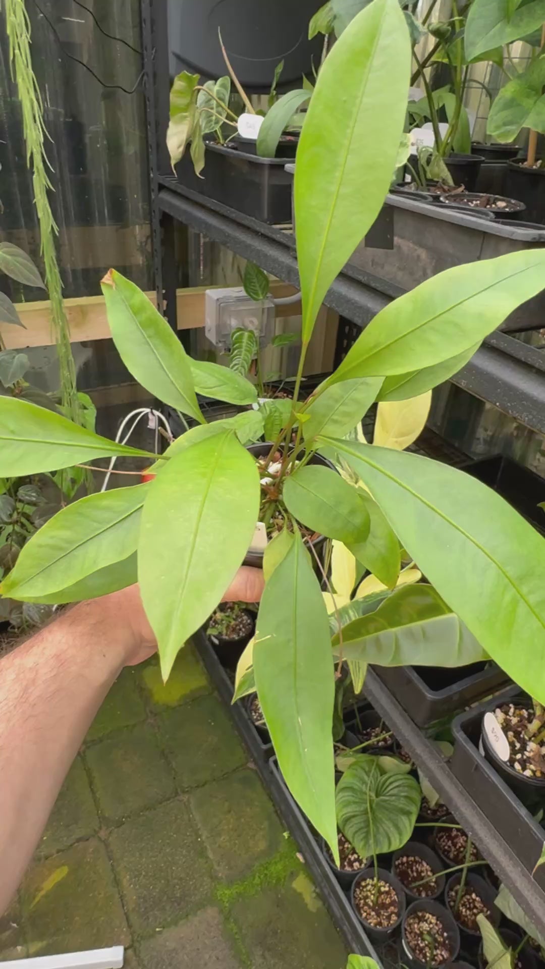 Anthurium gracile ‘Mangrove’