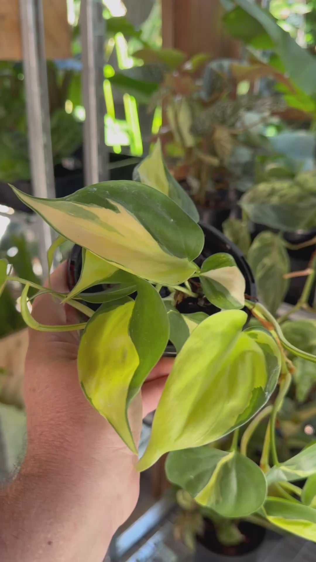 Philodendron 'Cream Splash'