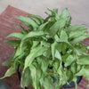 Syngonium 'Silver Fox'