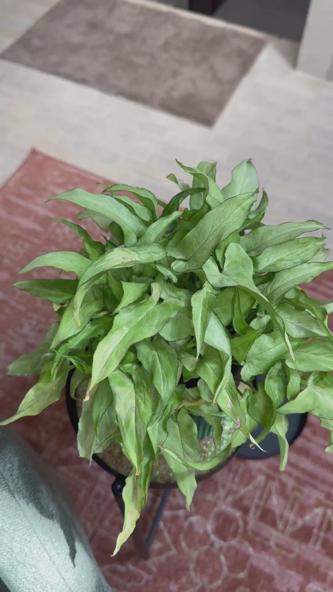 Syngonium 'Silver Fox'