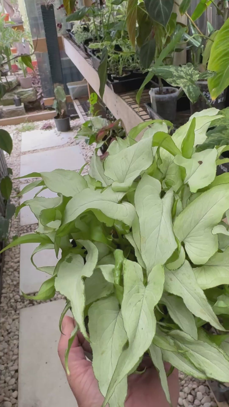 Syngonium 'Silver Fox'