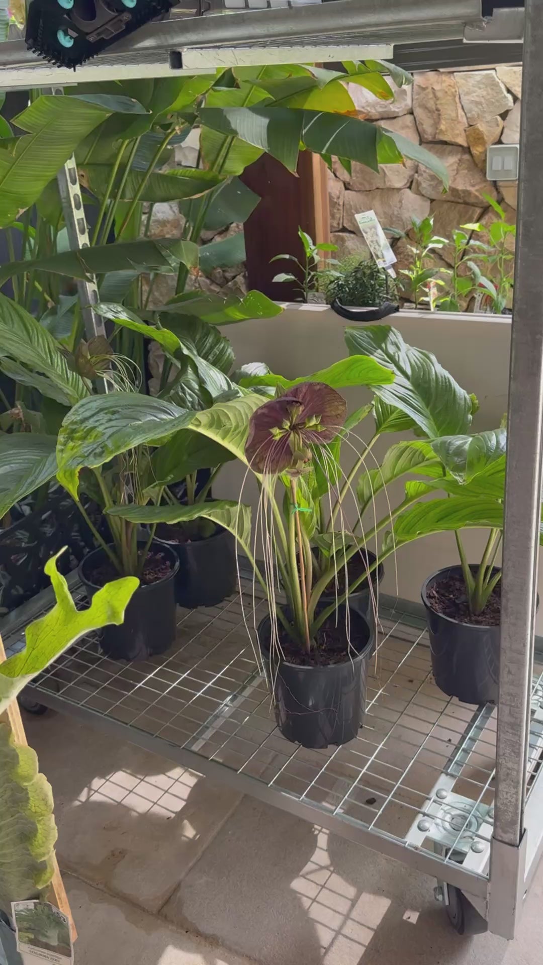 Black Bat Plant