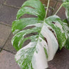 Monstera Albo - Exact Specimen